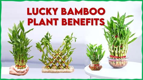 lucky bamboo benefits.